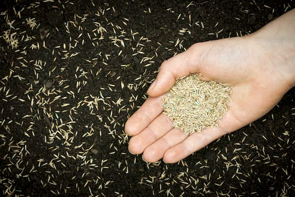 Grass seed held in hand over soil and planted seeds with copy space